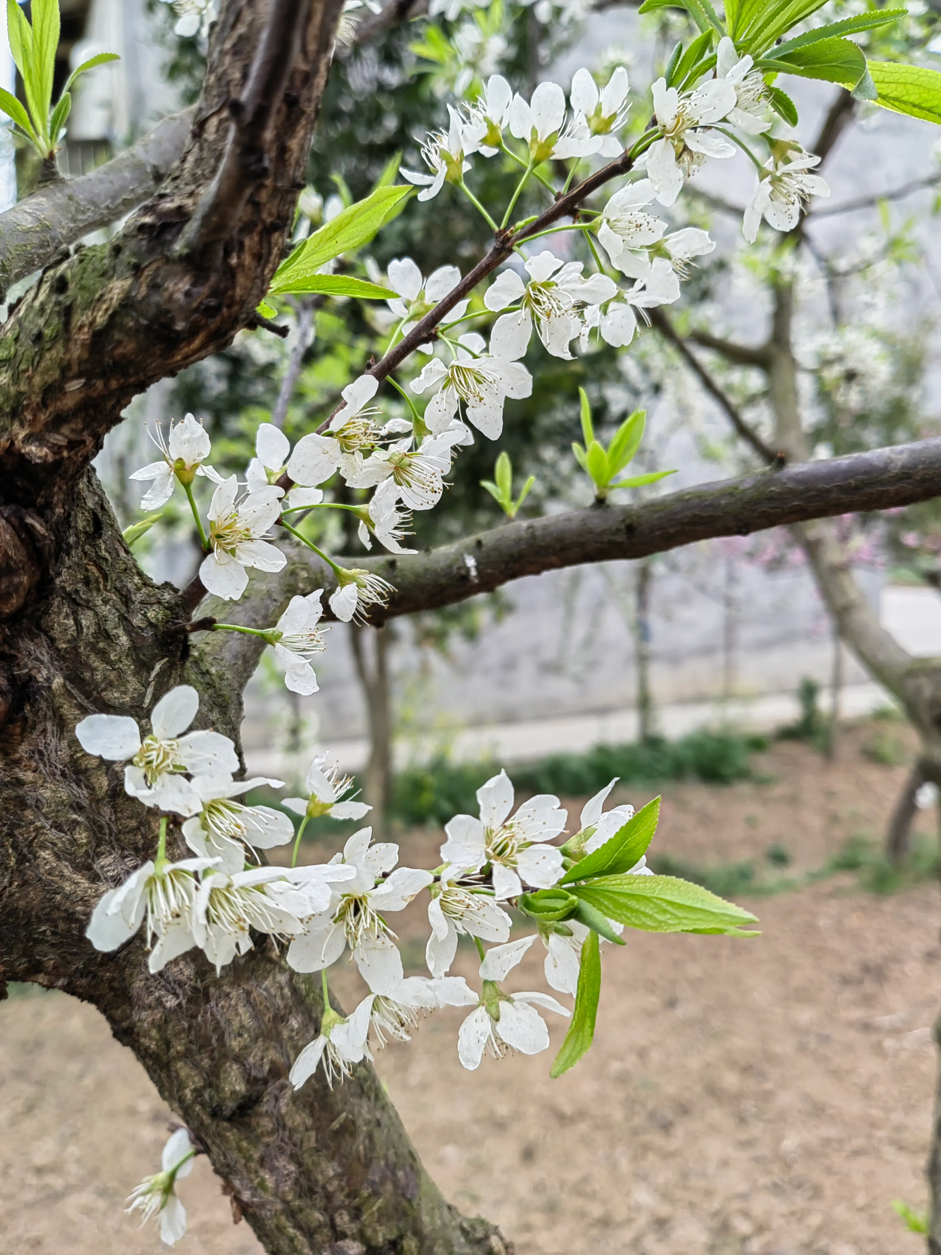 旁边漂亮的梨花
