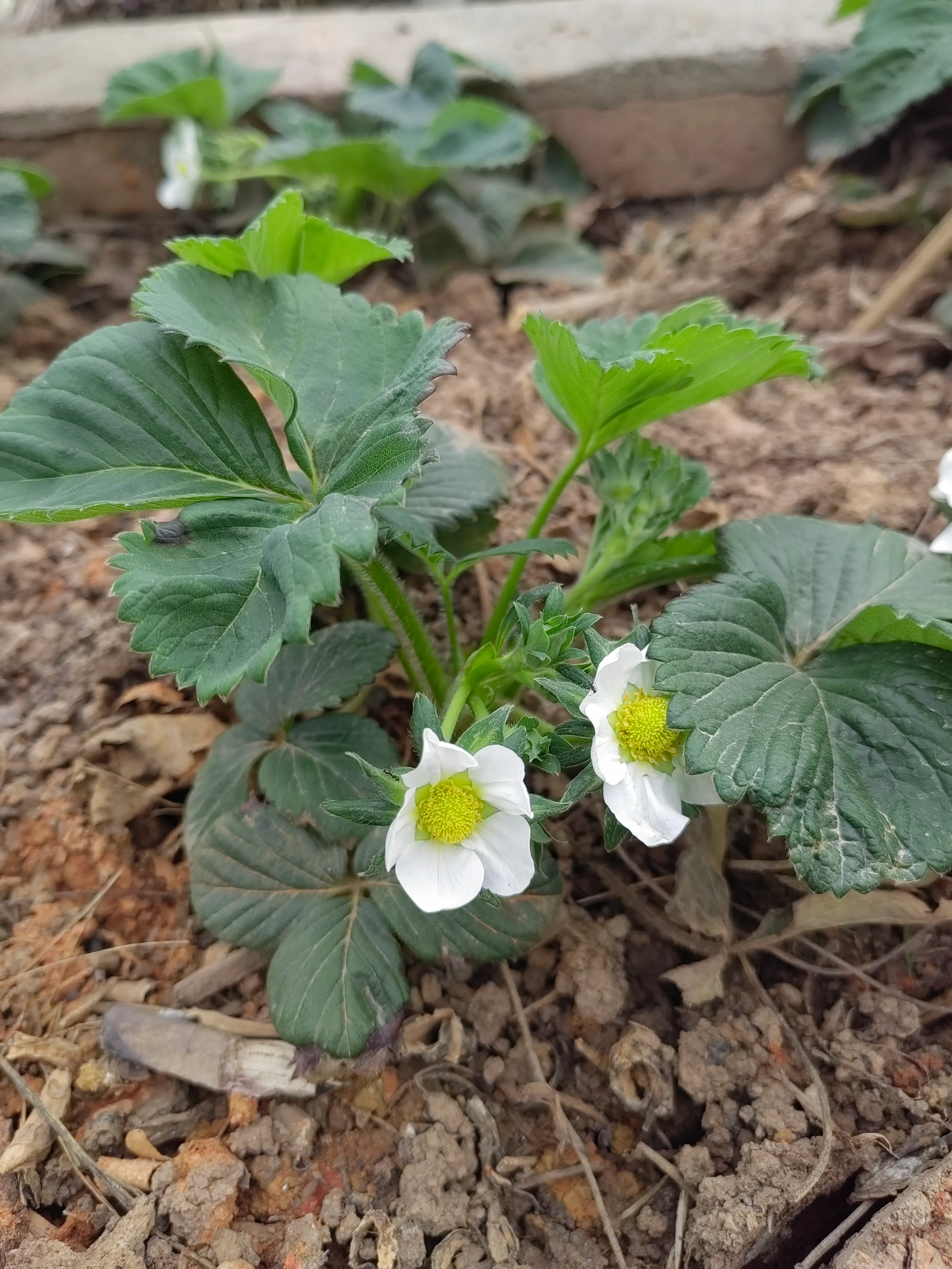 自家花台里的草莓